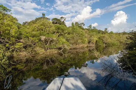 ¡Sumérgete en la majestuosidad tropical del Parque do Jaú! Un paraíso ecológico para los amantes de la naturaleza!