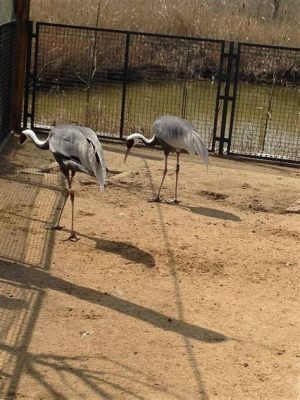 ¿Preparado para un viaje mágico al Santuario de Aves de Yancheng? Un paraíso para la observación de aves y una ventana a la biodiversidad china!